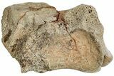 Fossil Dinosaur Vertebra Section - Wyoming #233831-1